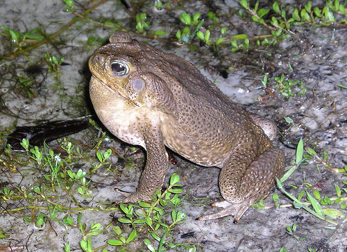 Override of the title Cane toad