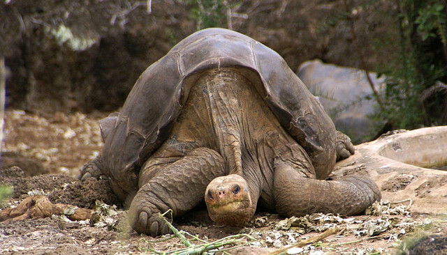Override of the title Noorderlicht - Lonesome George