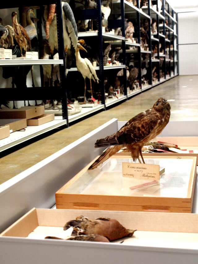 Override of the title Noorderlicht Darwin Kiekendief naturalis