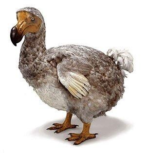 Override of the title dodo