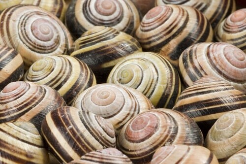 Override of the title Slakkenhuisjes Naturalis