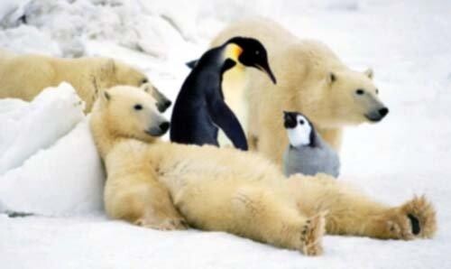 Override of the title ijsbeer pinguin