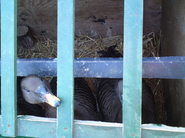 Noorderlicht - lokgans