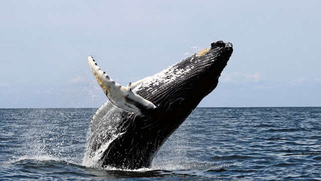 bultrug walvis