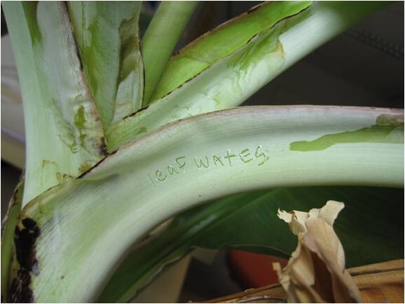 vetplant